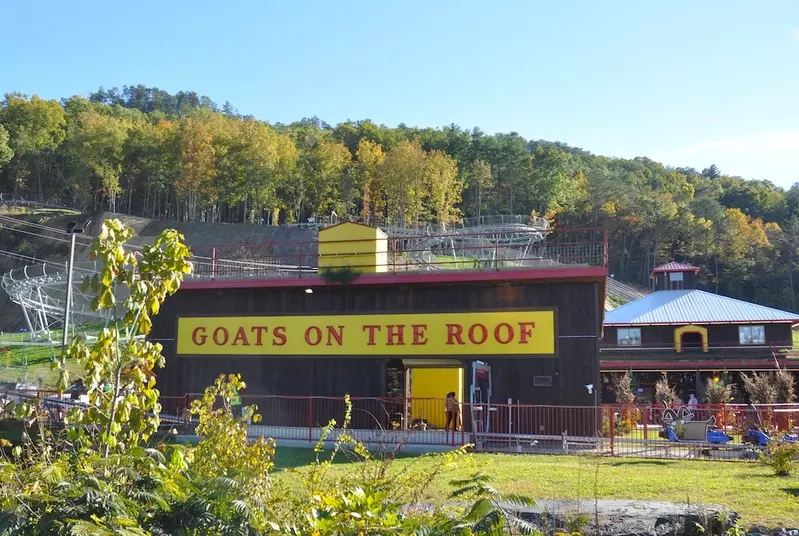 Goats on the Roof is one of the most unique things to do in Pigeon Forge